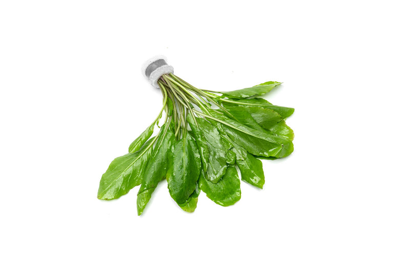 Rorippa Aquatica