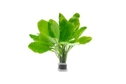 Rorippa Aquatica