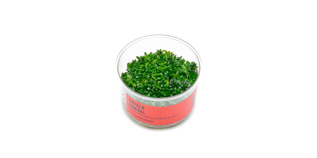 ammania bonsai Rotala (Ammania) Bonsai UNS Tissue Culture