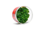 Rotala (Ammania) Bonsai UNS Tissue Culture Aquatic Plant - Buce Plant