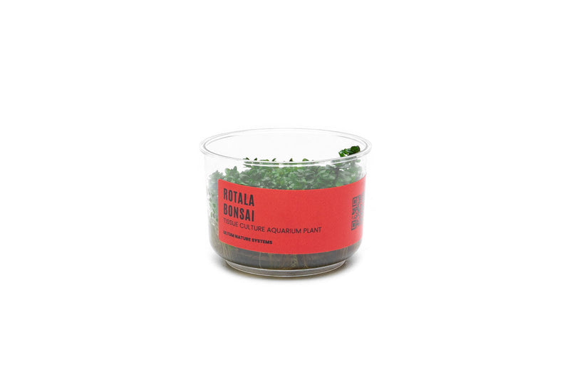 Rotala (Ammania) Bonsai UNS Tissue Culture Aquatic Plant - Buce Plant