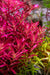 Rotala Blood Red Aquatic Plant - Buce Plant