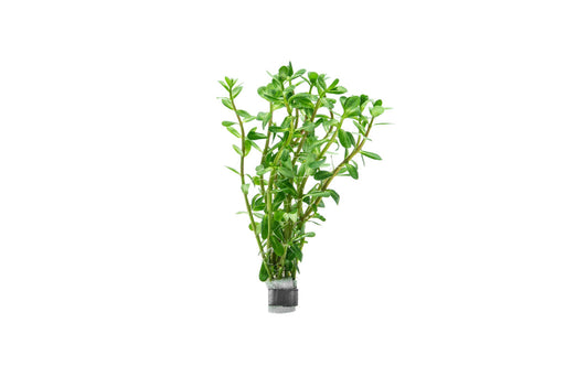 Healthy Rotala Bonsai aquatic plant from IS with vibrant green stems and delicate leaves, ideal for freshwater aquariums.