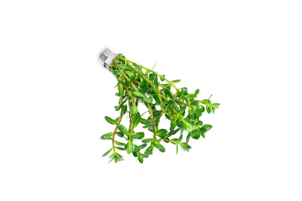 Healthy Rotala Bonsai aquatic plant from IS, with vibrant green stems and delicate leaves suitable for freshwater aquariums.