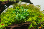 Healthy Rotala Bonsai aquatic plant from IS, with vibrant green stems and fine leaves, ideal for freshwater aquariums.