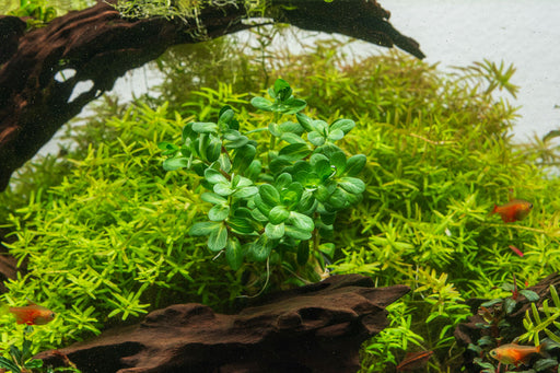 Healthy Rotala Bonsai aquatic plant from IS, with vibrant green stems and fine leaves, ideal for freshwater aquariums.