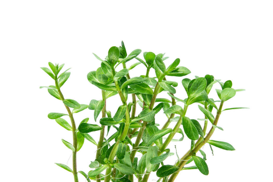 Healthy Rotala Bonsai aquatic plant from IS with vibrant green stems and fine leaves, ideal for freshwater aquariums.