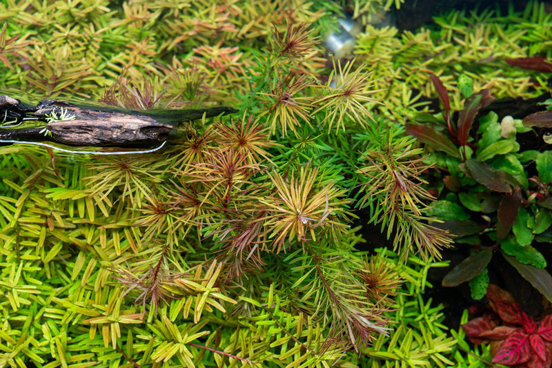 Healthy Rotala Bossii aquatic plant from CPA, featuring vibrant green stems and fine leaves ideal for freshwater aquariums.