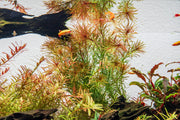 Healthy Rotala Bossii aquatic plant from CPA with vibrant green stems and leaves, ideal for freshwater aquariums.