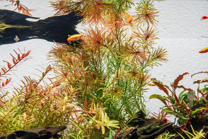 Healthy Rotala Bossii aquatic plant from CPA with vibrant green stems and leaves, ideal for freshwater aquariums.