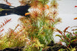 Healthy Rotala Bossii aquatic plant from CPA with vibrant green stems and delicate leaves suitable for freshwater aquariums.