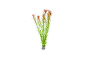 Healthy Rotala Bossii aquatic plant from CPA featuring vibrant green stems and fine leaf detailing for freshwater aquariums.
