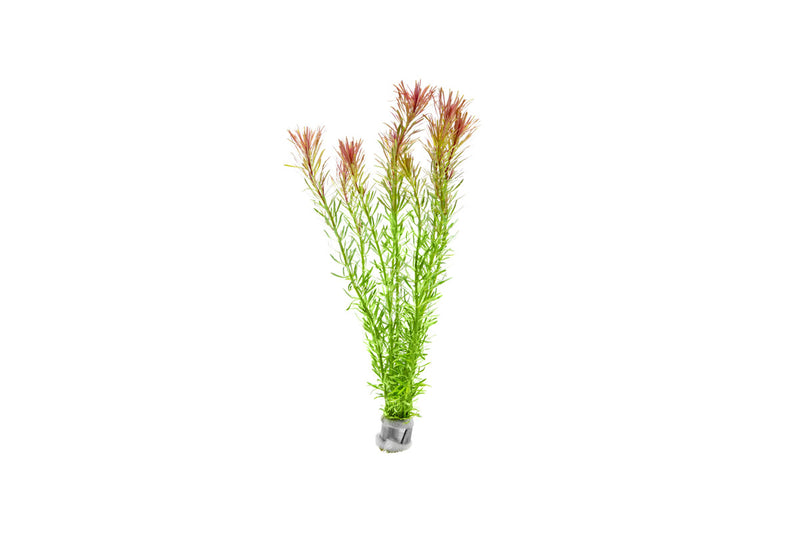 Healthy Rotala Bossii aquatic plant from CPA featuring vibrant green stems and fine leaf detailing for freshwater aquariums.