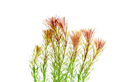 Healthy Rotala Bossii aquatic plant from CPA, showcasing vibrant green stems and delicate leaves for freshwater aquariums.