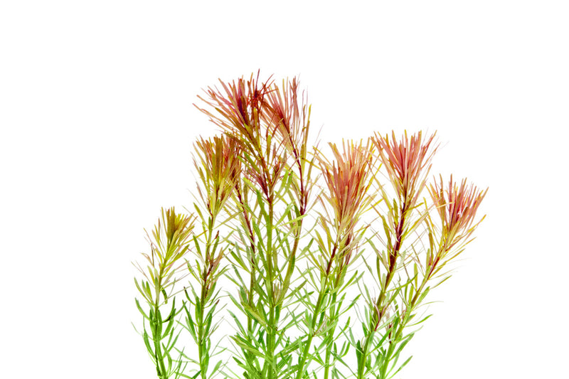 Healthy Rotala Bossii aquatic plant from CPA, showcasing vibrant green stems and delicate leaves for freshwater aquariums.