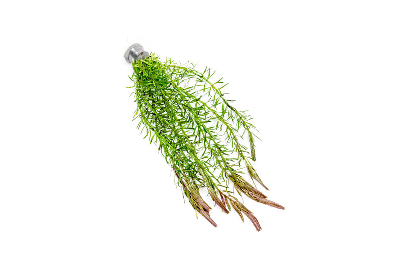 Healthy Rotala bossii aquatic plant from CPA with vibrant green stems and delicate leaves perfect for freshwater tanks.