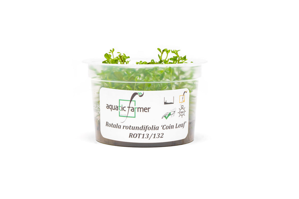 Rotala Coin Leaf Aquatic Farmer Tissue Culture