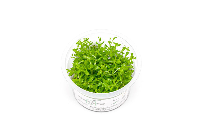 Rotala Coin Leaf Aquatic Farmer Tissue Culture Aquatic Plant - Buce Plant