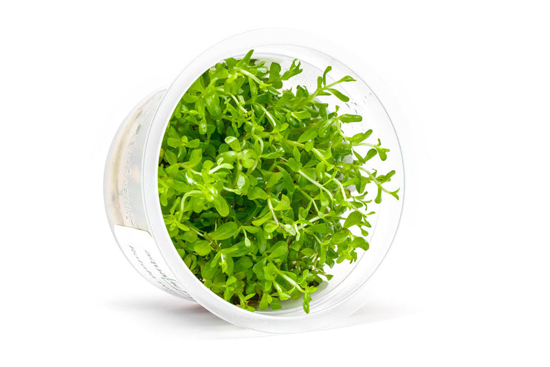 Rotala Coin Leaf Aquatic Farmer Tissue Culture Aquatic Plant - Buce Plant