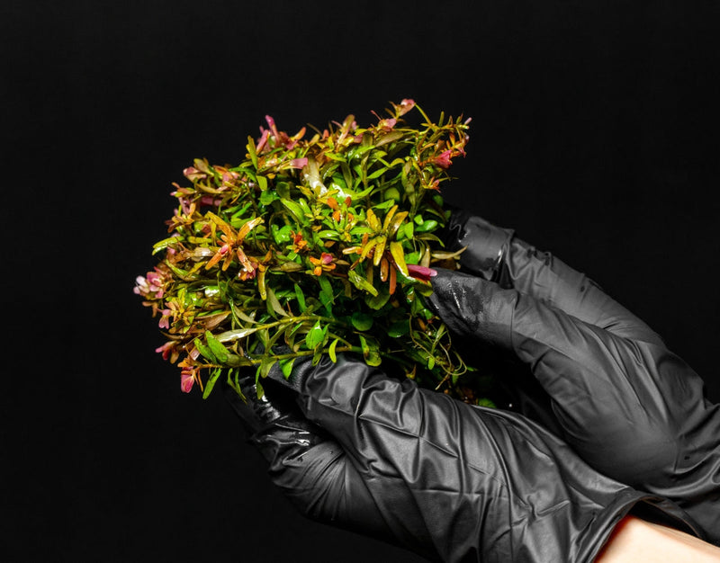 Healthy Rotala Colorata aquatic plant from IS, showcasing vibrant green and red stems and fine leaf detailing.