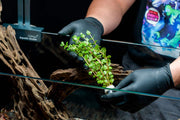 Healthy Rotala Colorata aquatic plant from IS, featuring vibrant green and red stems, suitable for freshwater aquariums.