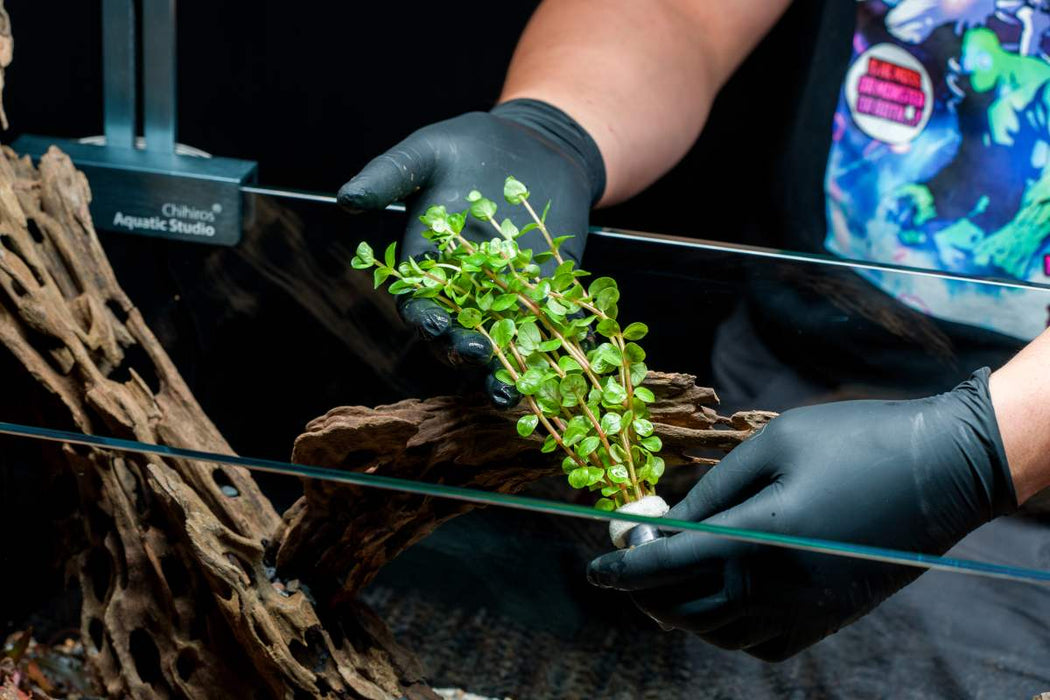 Healthy Rotala Colorata aquatic plant from IS, featuring vibrant green and red stems, suitable for freshwater aquariums.