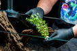 Healthy Rotala Colorata aquatic plant from IS, featuring vibrant green and red stems, suitable for freshwater aquariums.