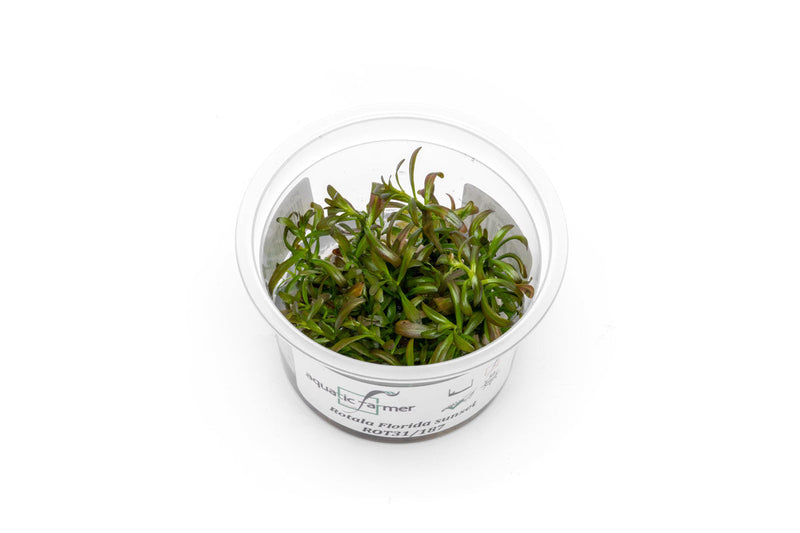 Rotala Florida Sunset Aquatic Farmer Tissue Culture Aquatic Plant - Buce Plant