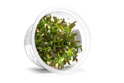 Rotala Florida Sunset Aquatic Farmer Tissue Culture Aquatic Plant - Buce Plant