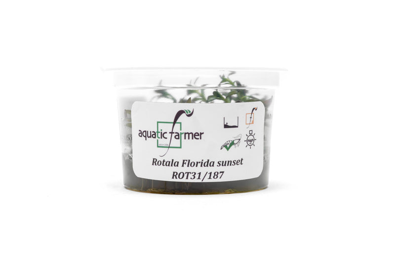 Rotala Florida Sunset Aquatic Farmer Tissue Culture Aquatic Plant - Buce Plant