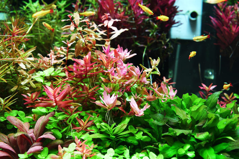 Healthy Rotala Fujian aquatic plant from ACW, with vibrant green stems and fine leaves, ideal for freshwater aquariums.