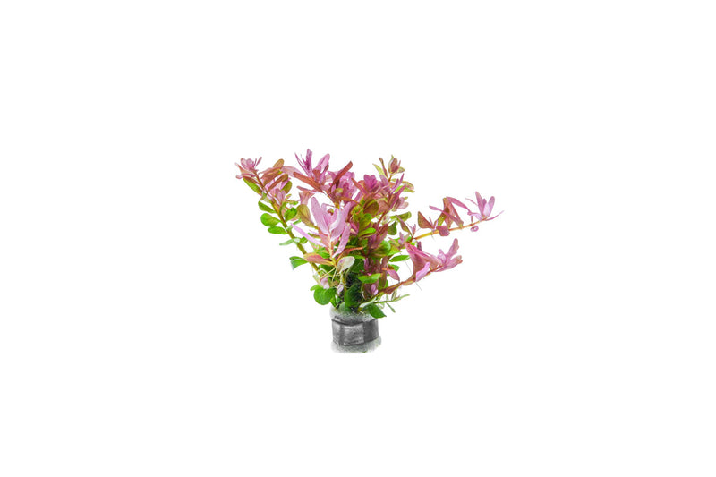 Healthy Rotala Fujian aquatic plant from ACW, showcasing vibrant green stems and fine leaves for freshwater aquariums.