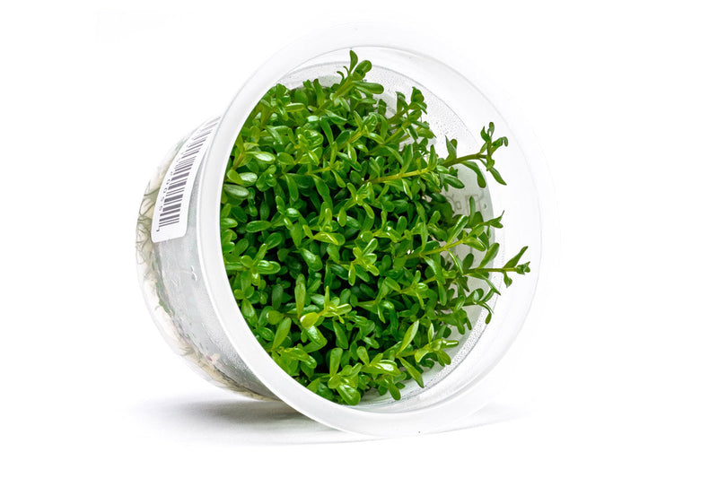 Rotala Green Aquatic Farmer Tissue Culture Aquatic Plant - Buce Plant