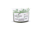Rotala Green Aquatic Farmer Tissue Culture Aquatic Plant - Buce Plant