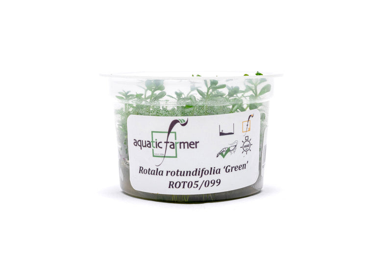 Rotala Green Aquatic Farmer Tissue Culture Aquatic Plant - Buce Plant