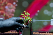 Healthy Rotala H'Ra aquatic plant from ACW with vibrant green and red stems, ideal for freshwater aquariums.