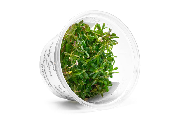 Rotala H'ra Aquatic Farmer Tissue Culture Aquatic Plant - Buce Plant