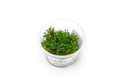 Rotala H'ra Aquatic Farmer Tissue Culture Aquatic Plant - Buce Plant