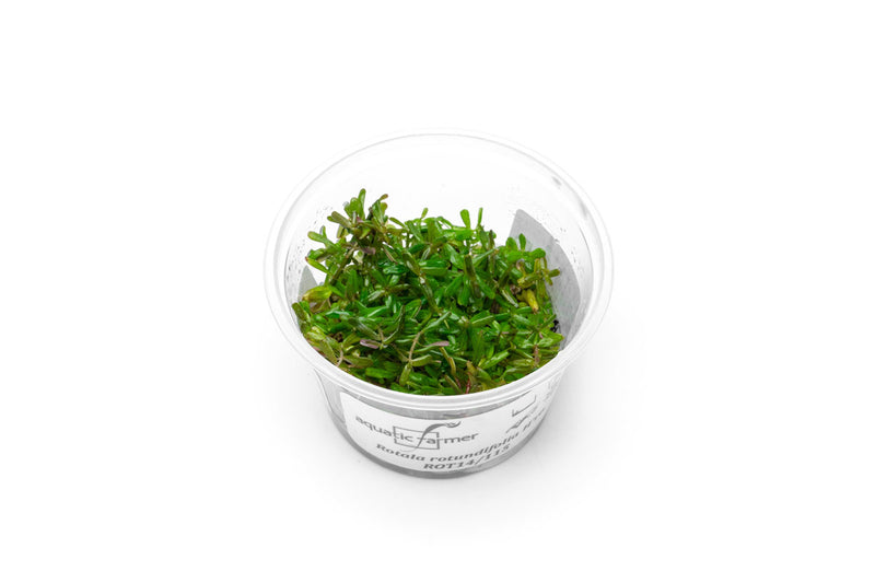 Rotala H'ra Aquatic Farmer Tissue Culture Aquatic Plant - Buce Plant