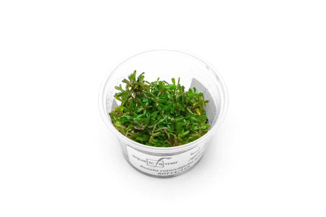 Rotala H'ra Aquatic Farmer Tissue Culture