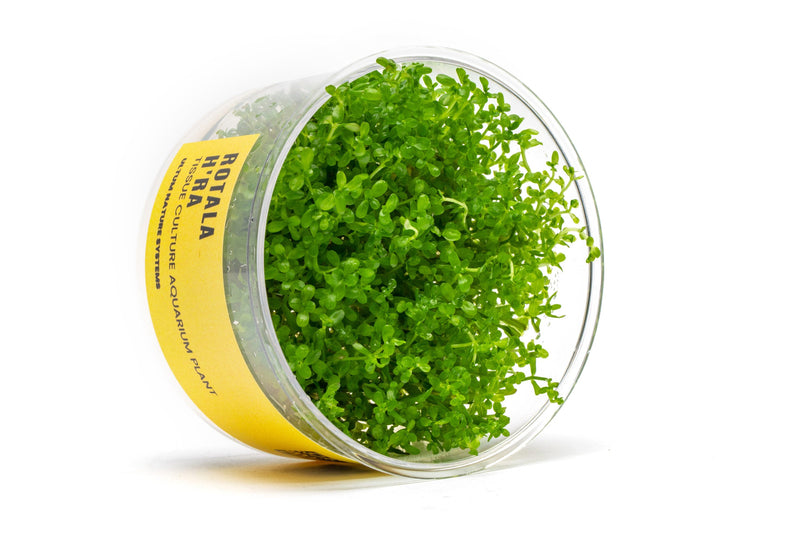 Rotala Hra UNS Tissue Culture Tissue Culture - Buce Plant