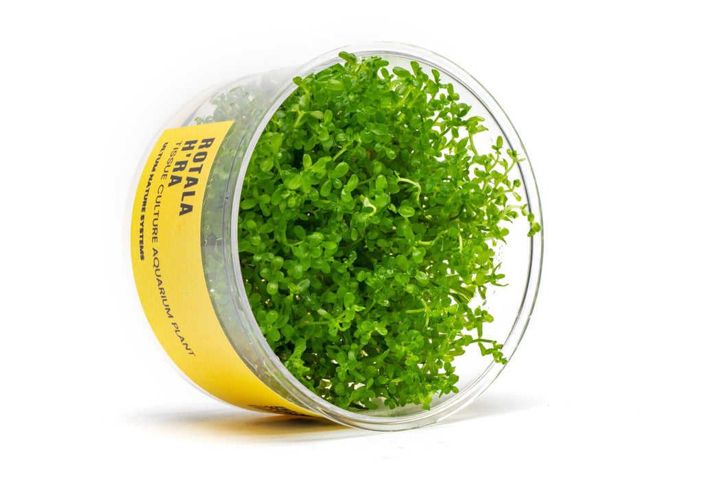 Rotala Hra UNS Tissue Culture