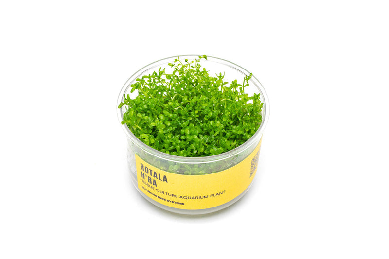 Rotala Hra UNS Tissue Culture Tissue Culture - Buce Plant