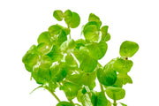 Rotala Indica Green Aquatic Plant - Buce Plant