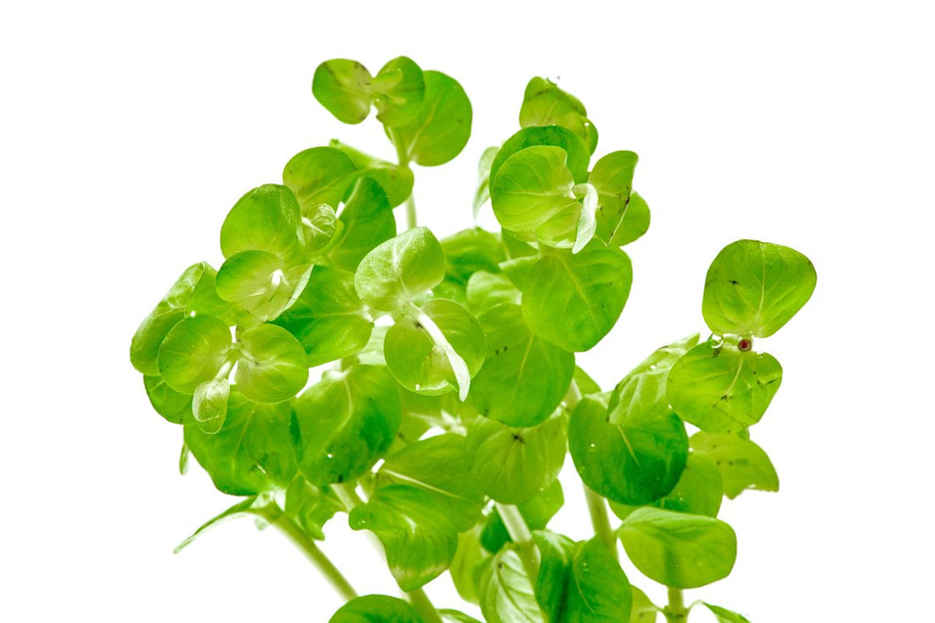 Healthy green Rotala Indica aquatic plant from CPA, showcasing lush stems and vibrant foliage for freshwater aquariums.