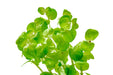 Healthy green Rotala Indica aquatic plant from CPA, showcasing lush stems and vibrant foliage for freshwater aquariums.
