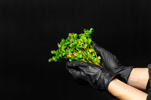 Healthy green Rotala Indica aquatic plant from CPA, showcasing vibrant stems and lush foliage for freshwater aquariums.