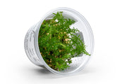 Rotala Macrandra 'Bangladesh' Aquatic Farmer Tissue Culture Aquatic Plant - Buce Plant