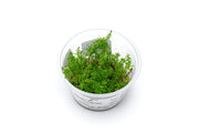 Rotala Macrandra 'Bangladesh' Aquatic Farmer Tissue Culture Aquatic Plant - Buce Plant