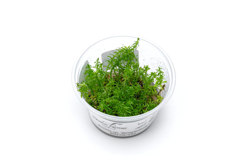 Rotala Macrandra 'Bangladesh' Aquatic Farmer Tissue Culture Aquatic Plant - Buce Plant